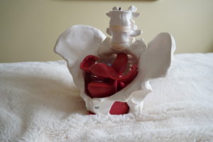 Female pelvis, sitting on a white surface. Bowl of the pelvis is open and shows the rectum, uterus and bladder inside. 