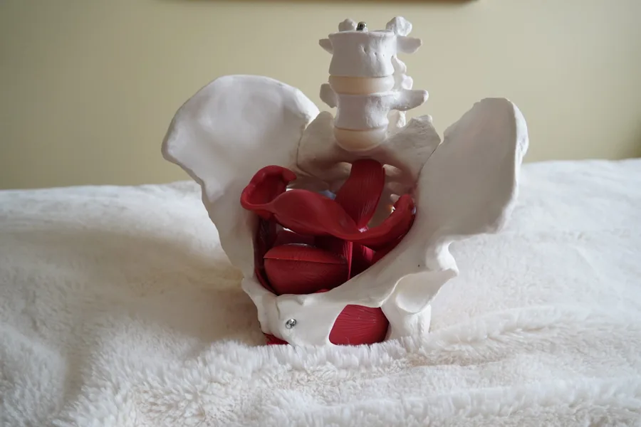 Model of a female pelvis on a white table